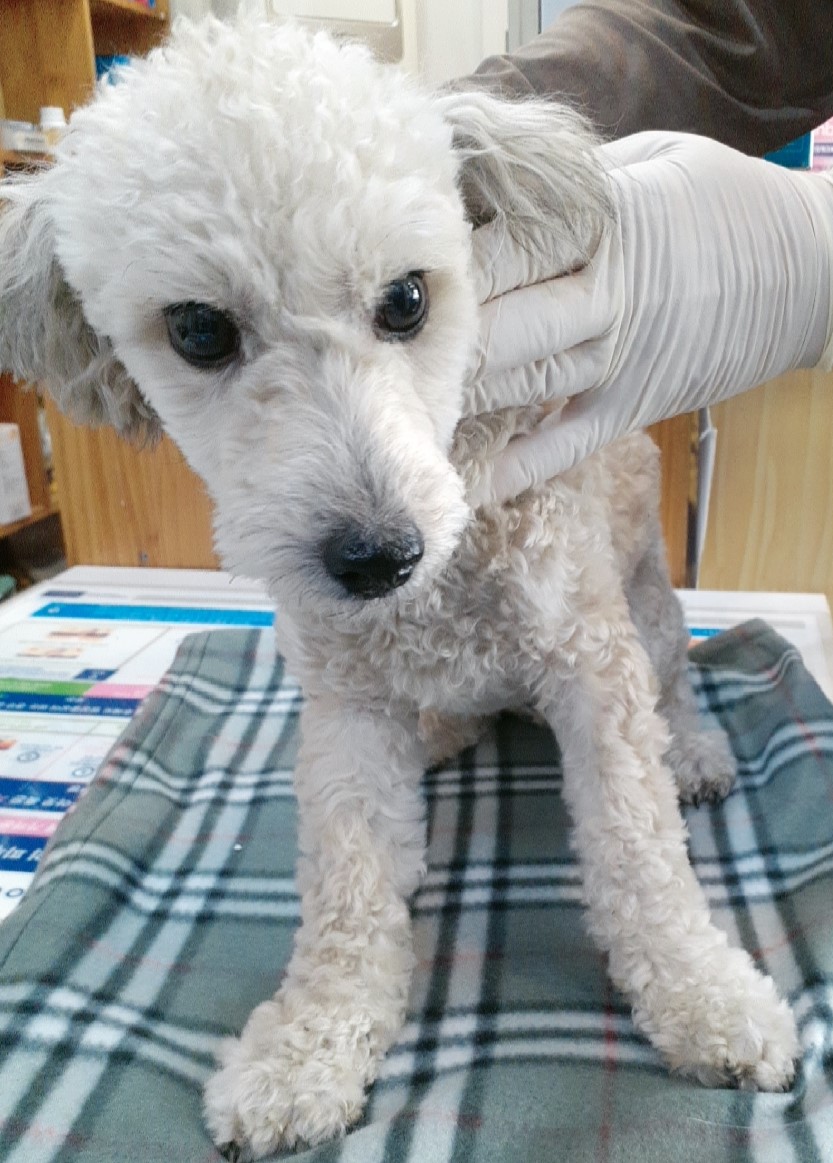 푸들 이미지 파일 입니다.